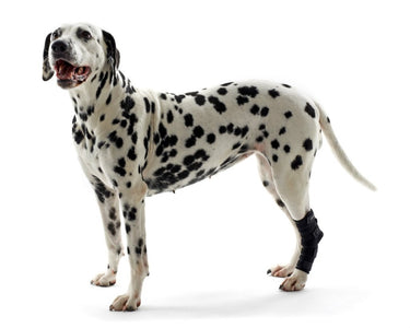 KRUUSE Rehab hock protector Medium